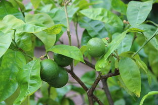 西洋參 從花園到經濟的綠色寶藏