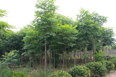 百草園苗木銷售中心 供應優(yōu)質6m欒樹 防護樹 優(yōu)質欒樹 行道樹 欒樹苗 綠化苗木 欒樹供應 欒樹價格圖片_高清圖_細節(jié)圖-沭陽縣百草園苗木銷售中心