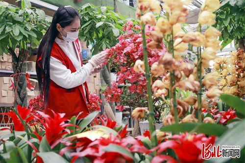 唐山開平 基地 市場發(fā)展花卉產(chǎn)業(yè)鳳凰網(wǎng)河北 鳳凰網(wǎng)