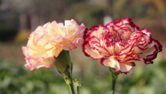 室內(nèi)花卉種植,盆栽康乃馨怎么養(yǎng)
