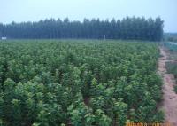 櫻桃樹苗紅燈、美早、早黃金[供應]_綠化苗木_世界工廠網中國產品信息庫