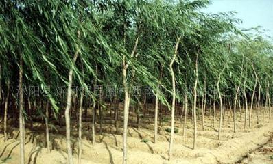 【法桐、櫻花、桂花、龍柏、垂柳--綠化苗木!】價格_廠家_圖片 -