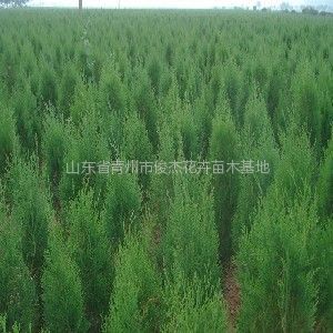 保定榆樹苗木基地、保定榆樹苗木批發、榆樹苗木價格-常青苗木--產品大全--E路網