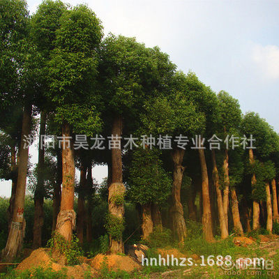 【湖南廠家供應(yīng)香樟苗木常綠性香樟樹苗木量大從優(yōu)】瀏陽(yáng)市昊龍苗木種植專業(yè)合作社 - 產(chǎn)品庫(kù)