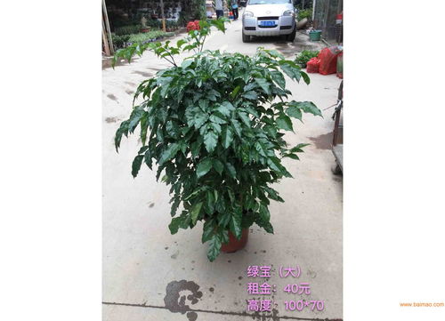 漳州苗木價(jià)格 旭璐綠化工程為您提供稱(chēng)心的苗木花卉,漳州苗木價(jià)格 旭璐綠化工程為您提供稱(chēng)心的苗木花卉生產(chǎn)廠(chǎng)家,漳州苗木價(jià)格 旭璐綠化工程為您提供稱(chēng)心的苗木花卉價(jià)格