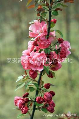 【批發(fā)西府海棠小苗北美海棠苗廠(chǎng)家直銷(xiāo)北美海棠綠化苗木】泰安高新區(qū)誠(chéng)鑫源苗木基地 - 產(chǎn)品庫(kù)