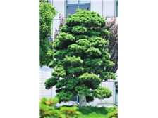 瀏陽(yáng)市軒達(dá)苗木種植專(zhuān)業(yè)合作社 花卉種植產(chǎn)品展示
