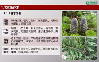 綠城集團(tuán)園林軟景苗木圖譜 全面指南與花卉種植借鑒