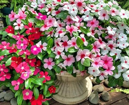 花期超長的4種花卉，一開花就是大半年，還好養