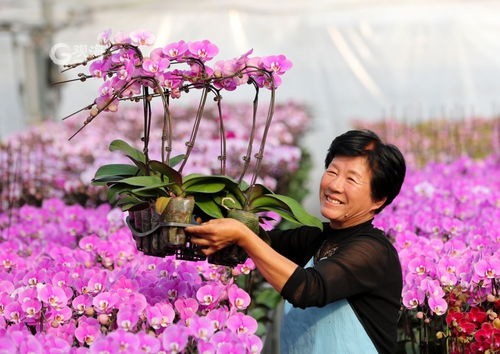 美麗經濟綻放 年宵花市場再升溫，花卉種植迎新春