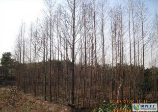 合肥優質水杉苗木供應，綠化工程優選，規格齊全直達世界工廠網