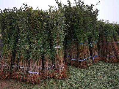 山東育苗基地遭竊，新疆杏李品種“恐龍蛋”市場熱度再引關注