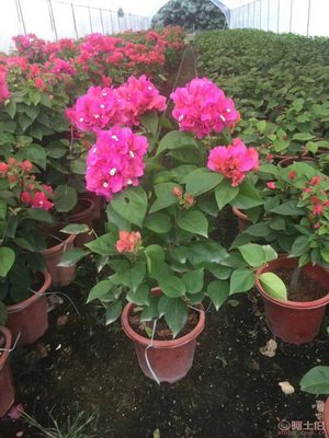 龍海市東泗興輝園藝場 專業三角梅種植基地，品質苗木常年供應
